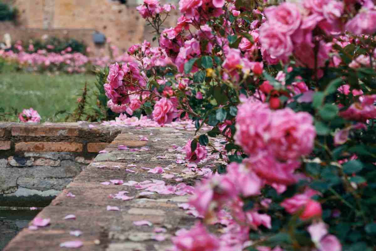 Giardino fiorito in primavera nel Foro Romano