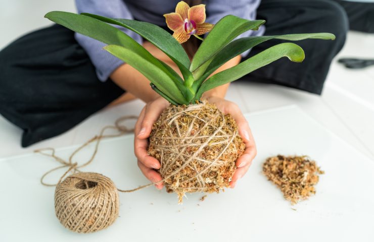 Orchidea su creazione di Kokedama volteggiante giapponese