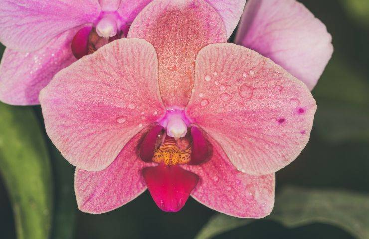 Orchidea rosa 