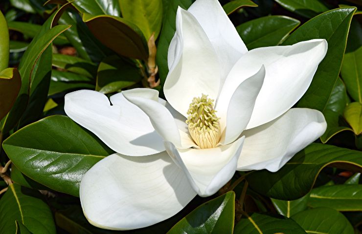 Fiore di magnolia 