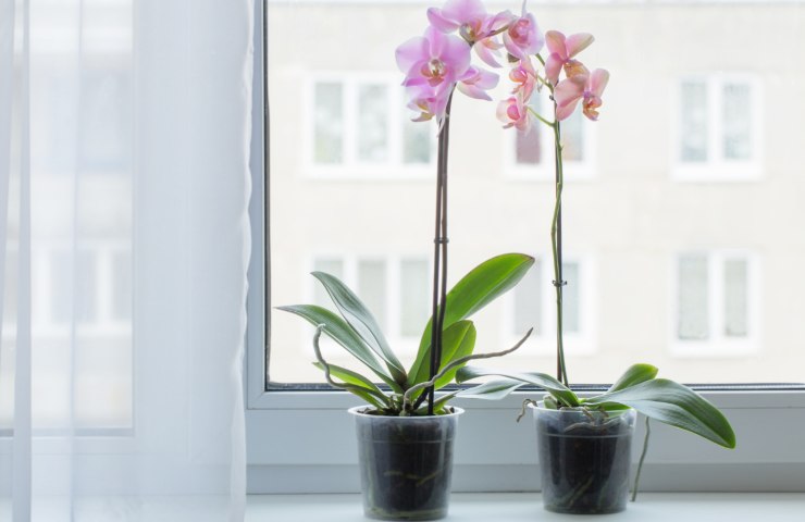 orchidee come curarle con efficacia