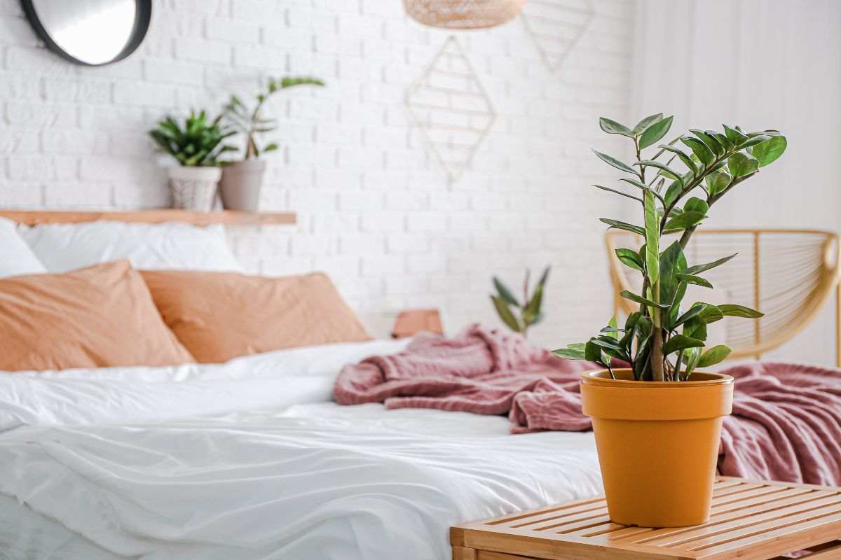 camera da letto piante
