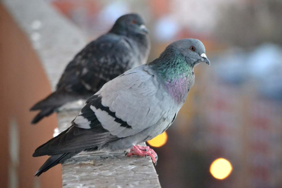Due piccioni sul balcone