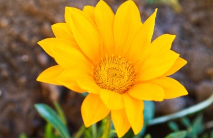 Fiore giallo di Gazania 