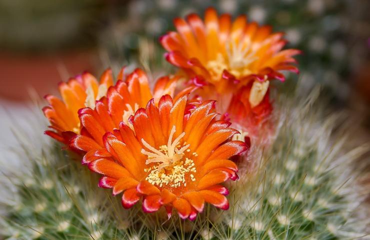 Fiori arancioni sul cactus 