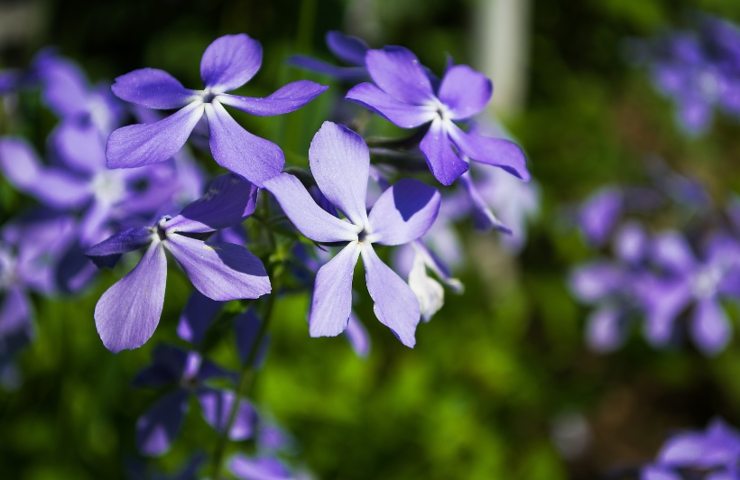 Fiori viola in giardino 