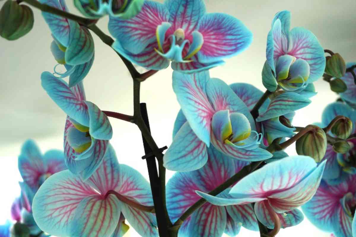 Pianta di orchidea
