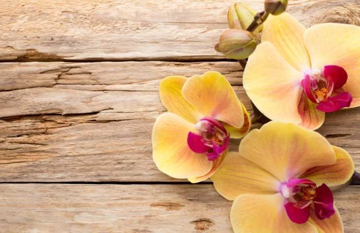 Fiori di orchidea 