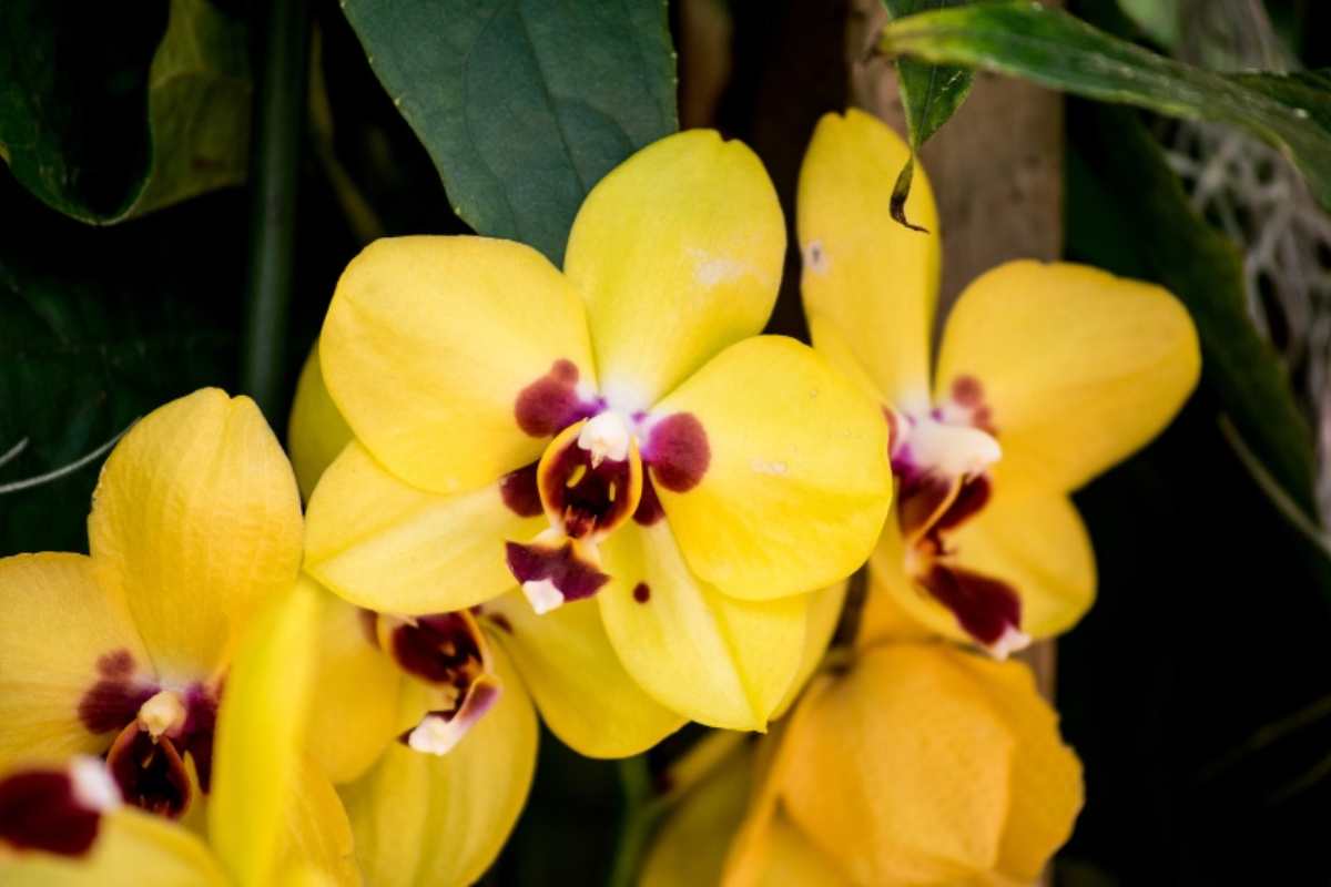 Orchidea gialla