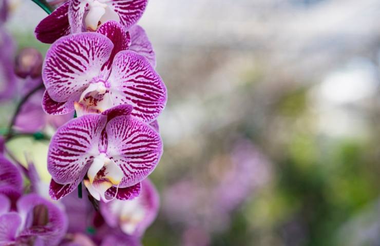 Orchidea viola rosa e bianca 