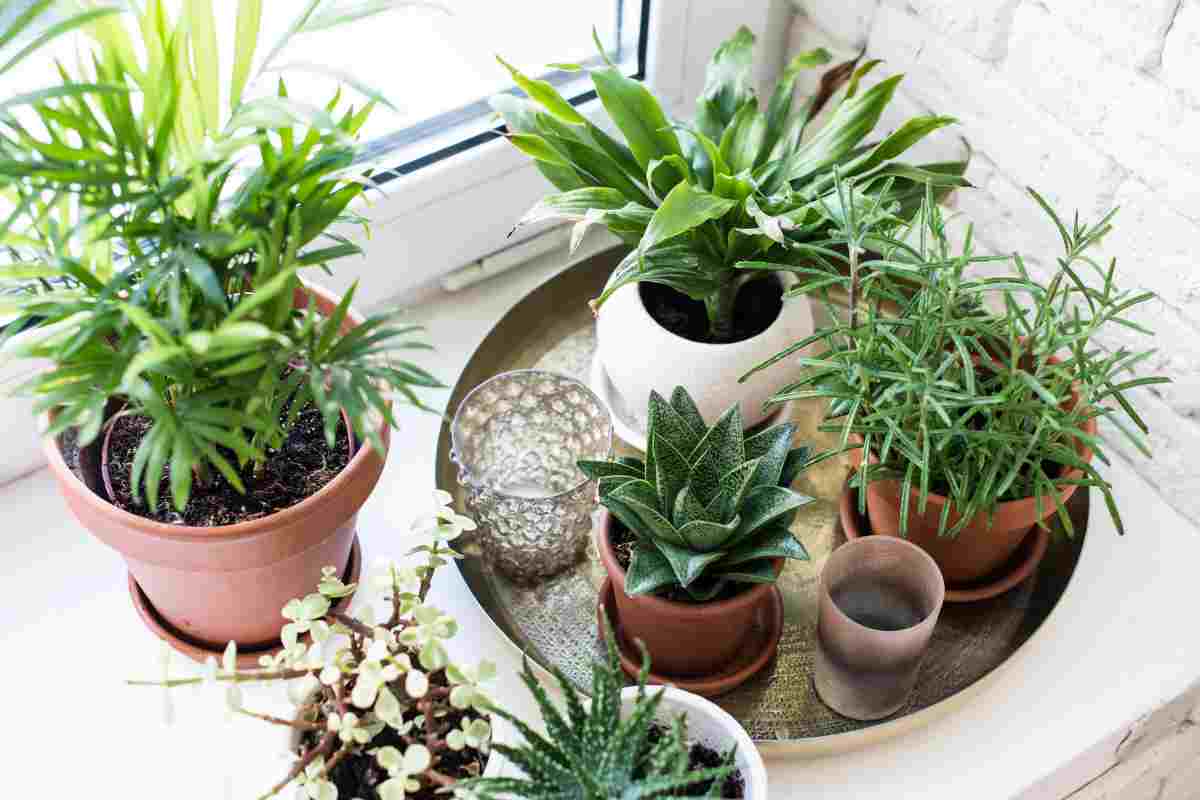 piante grasse da appartamento