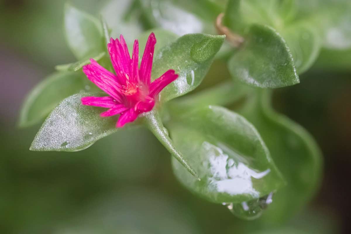 Fiore rosa di piante con il nome di Aptenia Variegata