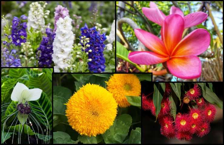 Varietà fiori rari