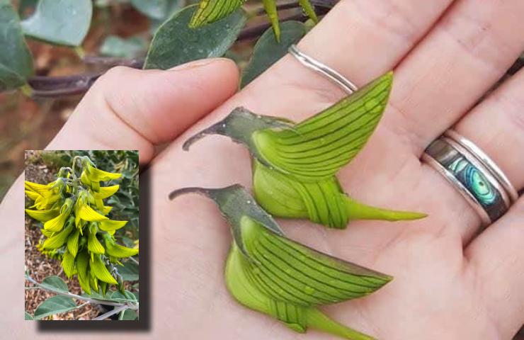 green birdflower che pianta è come curarla
