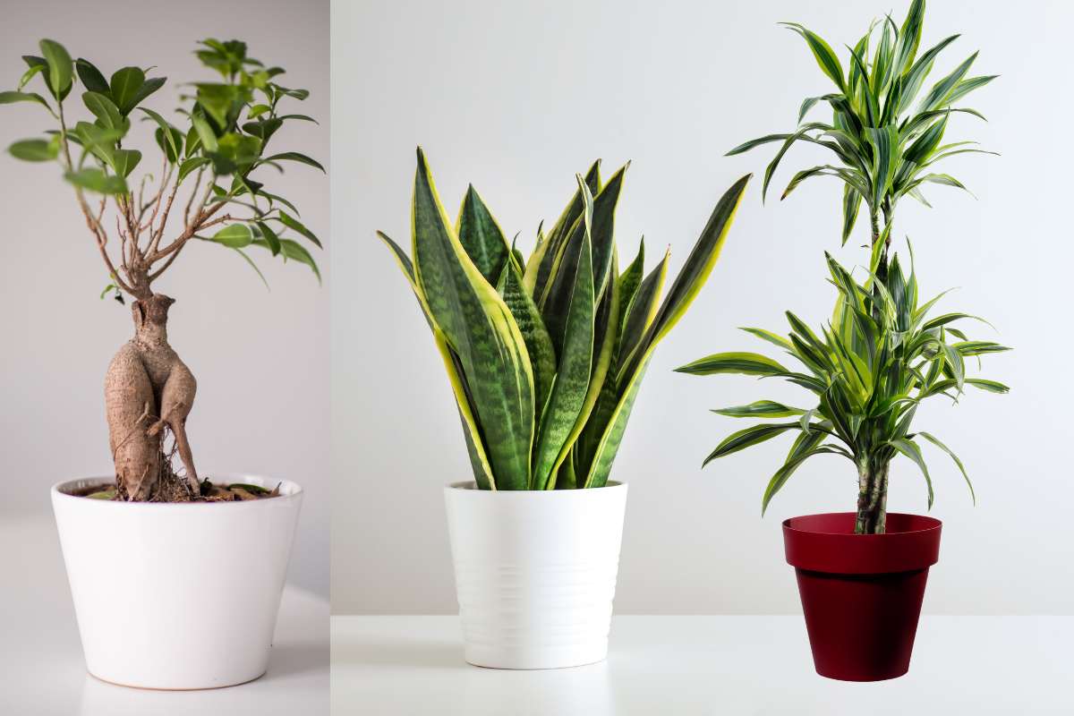 tre piante da interno