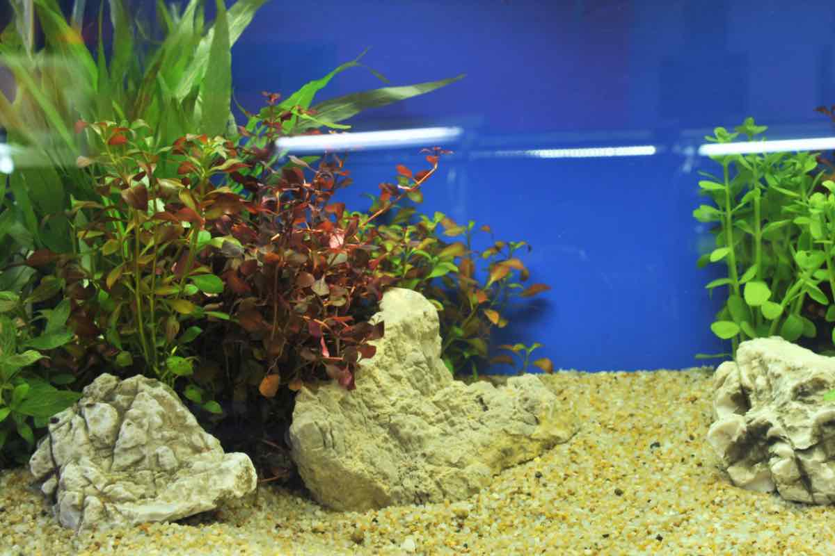 Un acquario realizzato con piante senza acqua