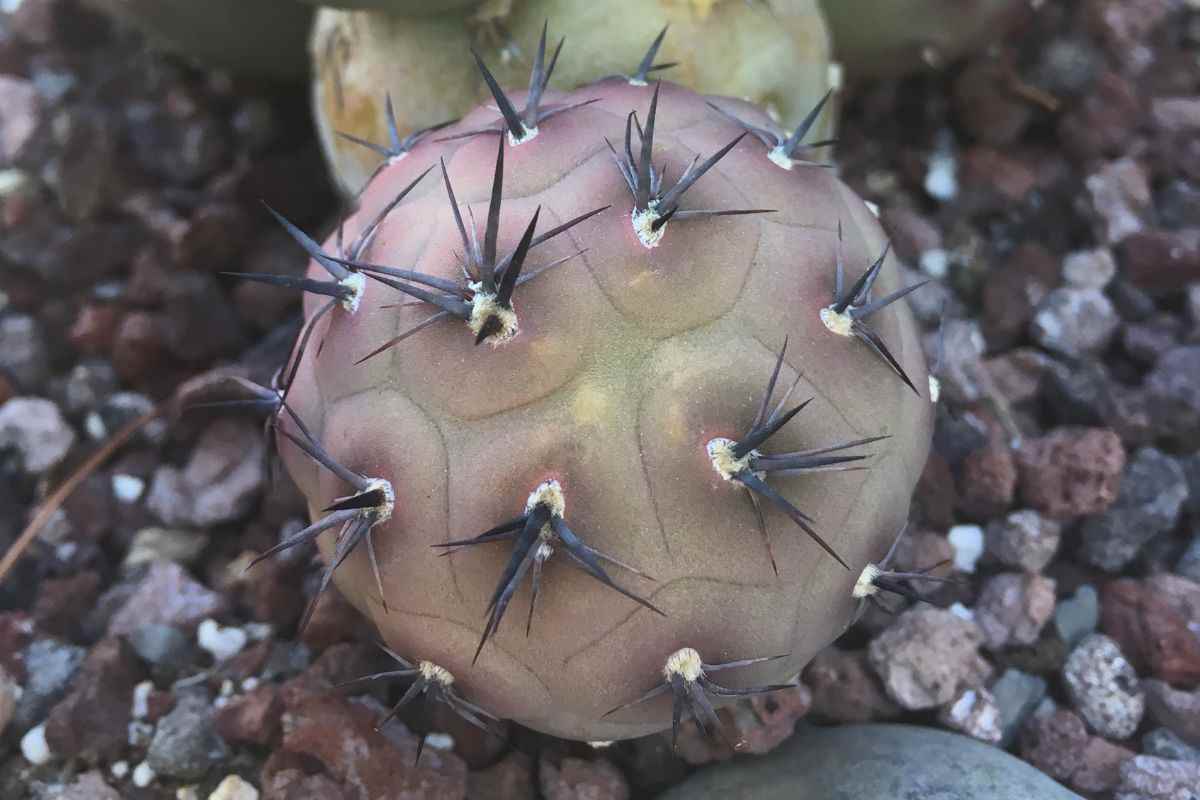 Cactus dalla forma particolare