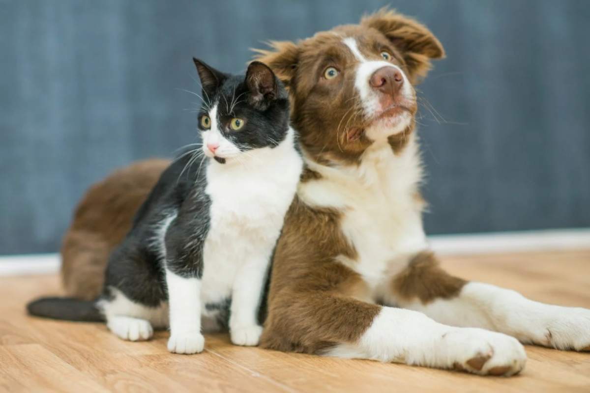 Cane e gatto vicini
