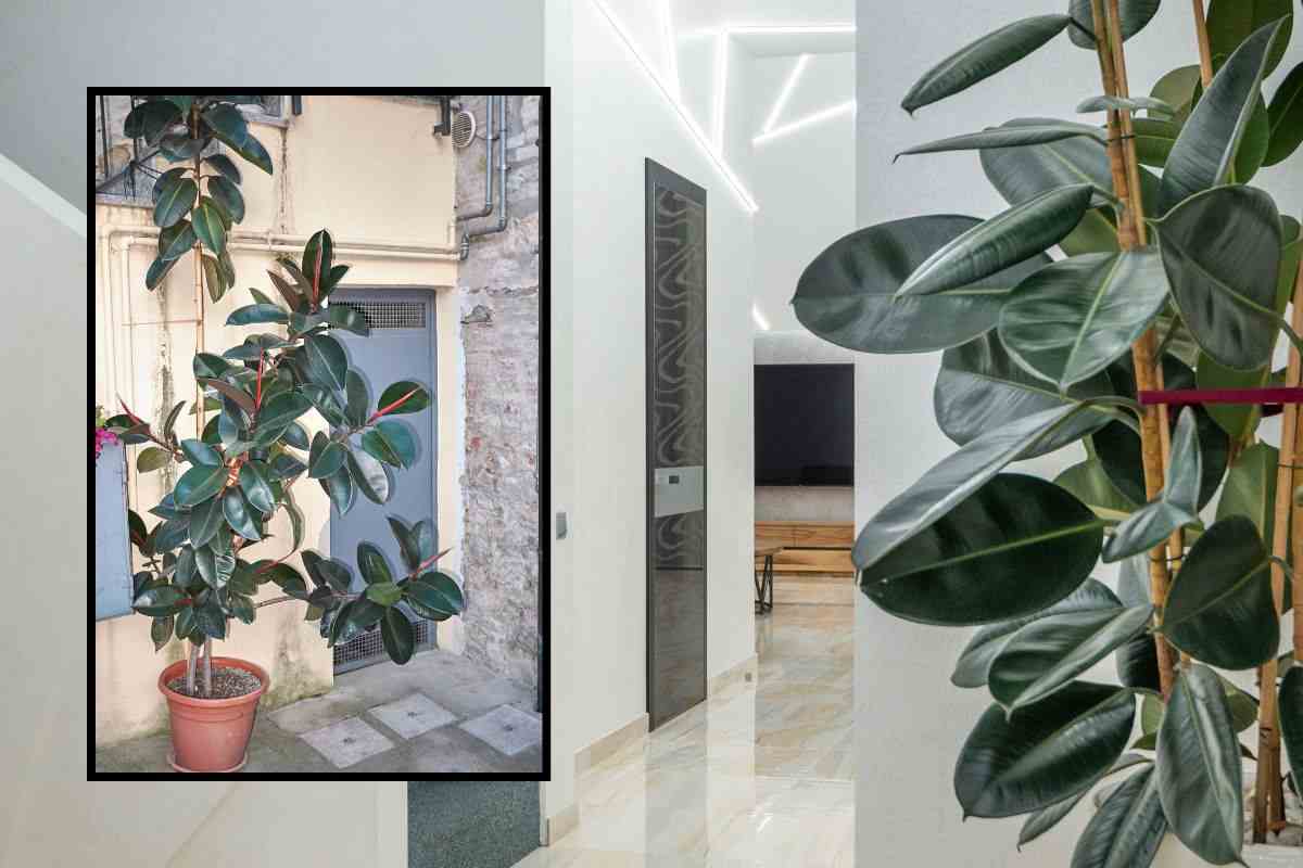 Ficus elastica pianta appartamento