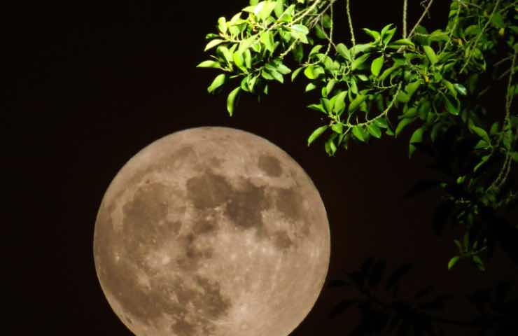 Luna piena tra le piante verdi di un giardino 