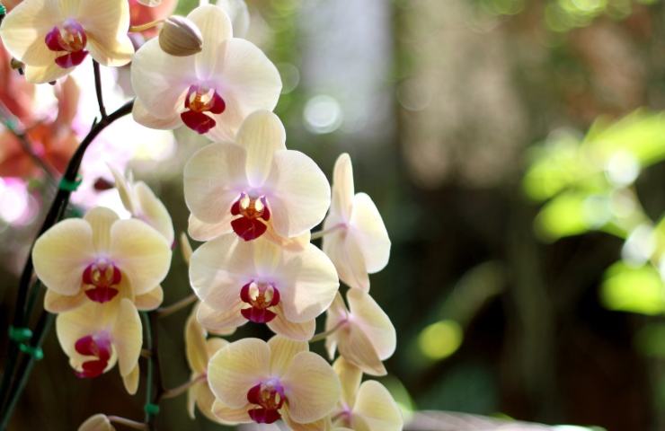 Orchidea bianca 