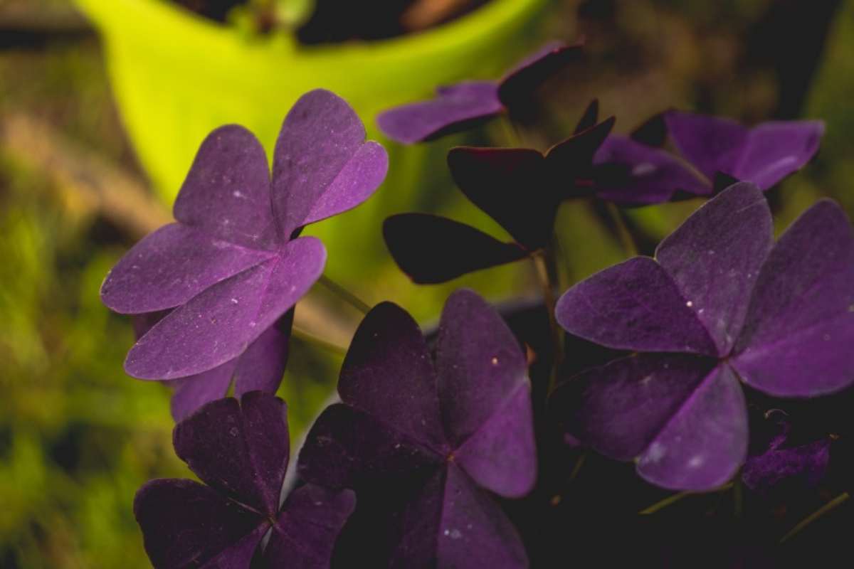 Pianta con fiori viola