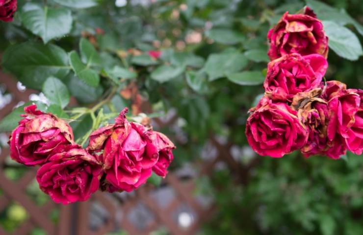 Rose appassite in giardino 