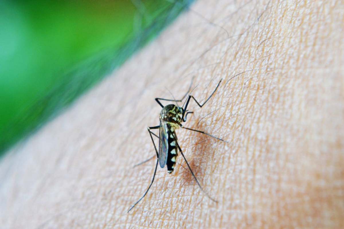 Eliminare invasione zanzare metodi utili