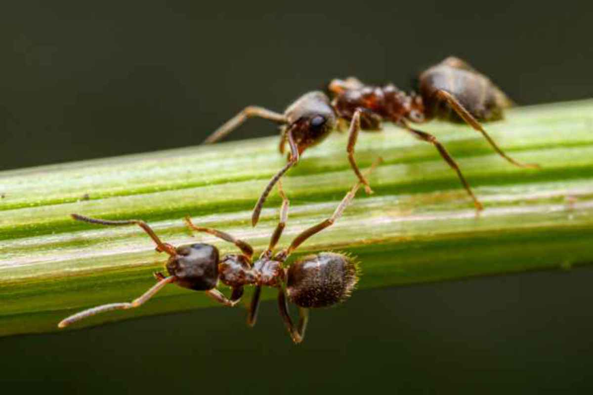 formiche