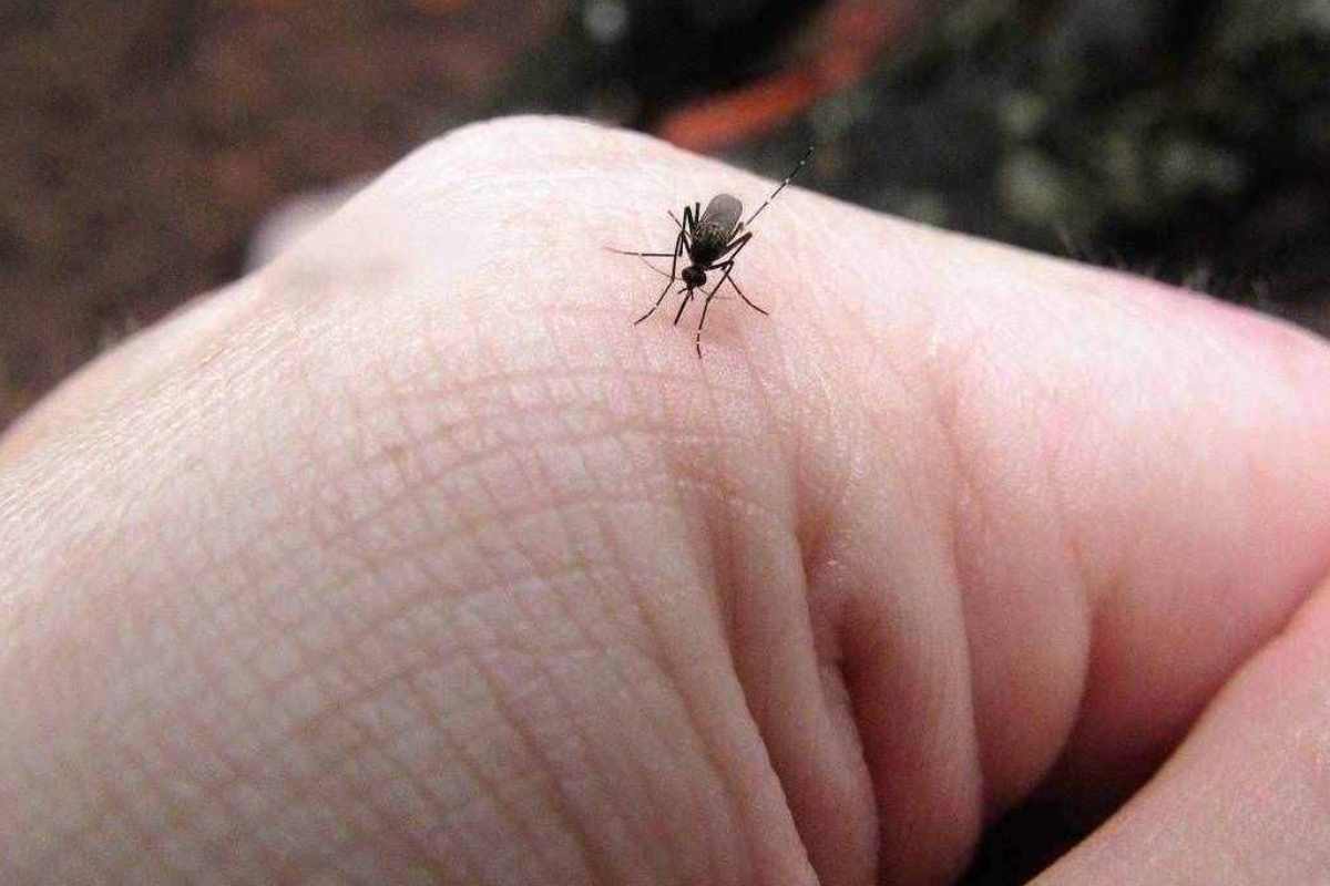morso di zanzara
