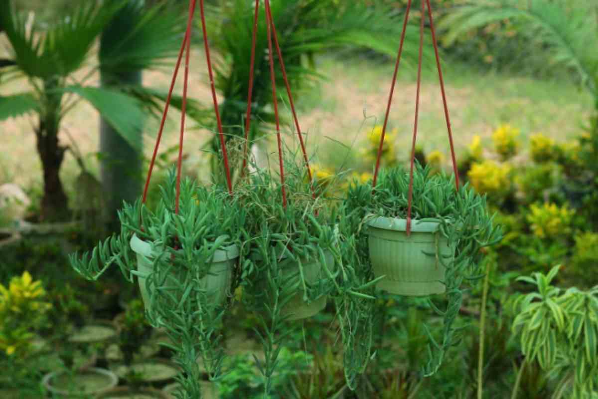 Tre vasi di piante ricadenti appesi