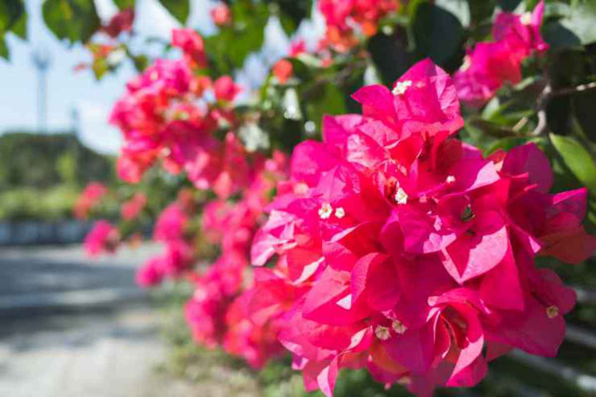 bougainvillea