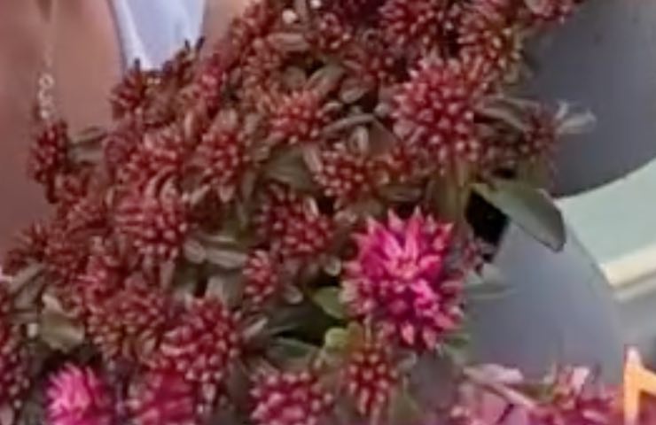 Pianta Sedum Spurium dai fiori bordeaux 