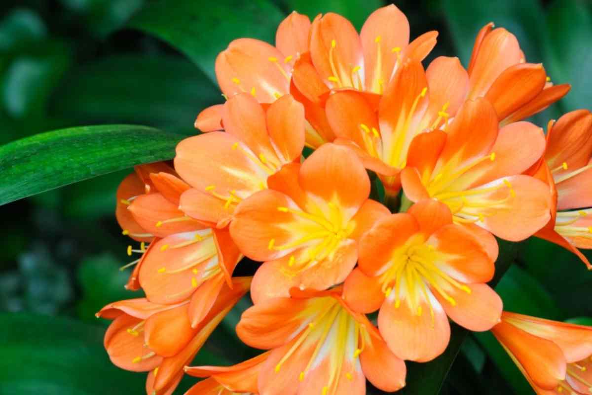 Clivia con fiori arancioni