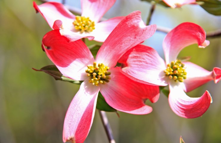 Fiori di corniolo