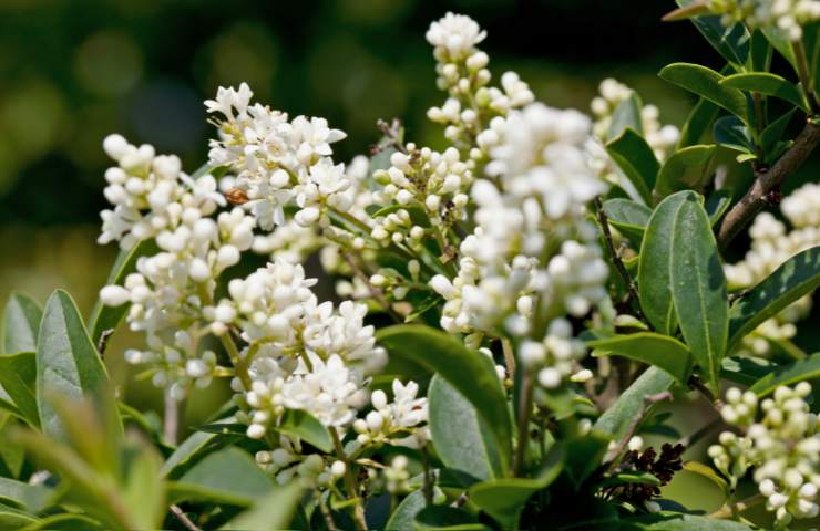 Fiori di Ligustro 