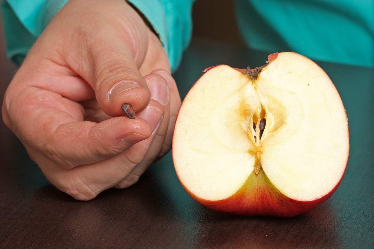 Persona tiene in mano un seme di mela