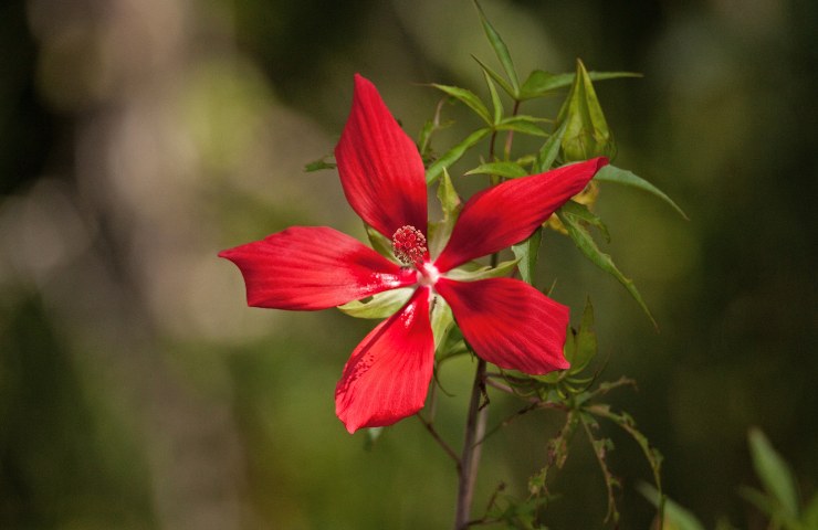 Fiore di Ibisco Stella del Texas