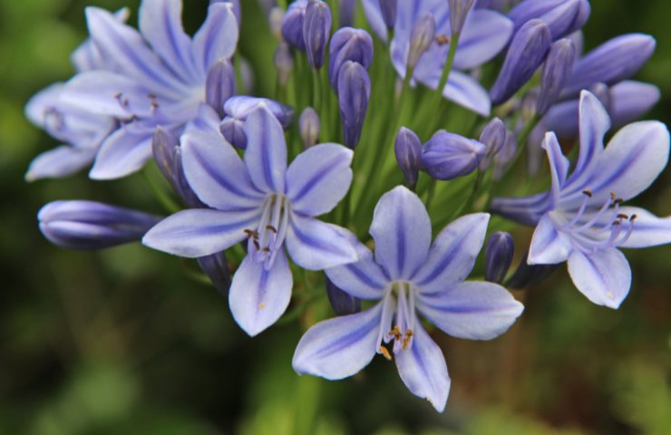 Fiori di agapanto