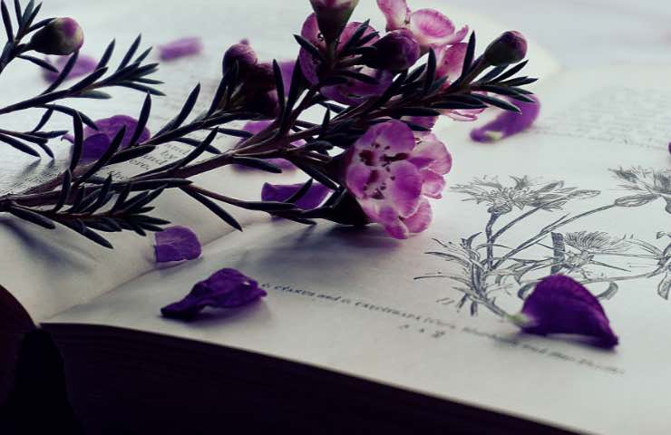 Pagina di un libro con piante dai fiori viola 