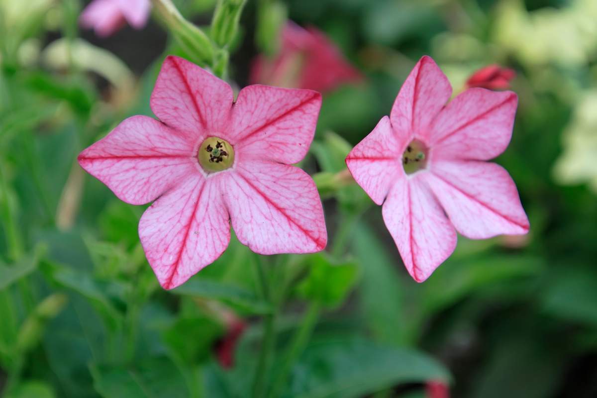 Fiori di Tabacco da fiore