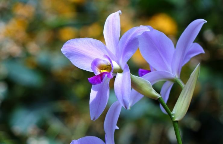 Orchidea blu in giardino 