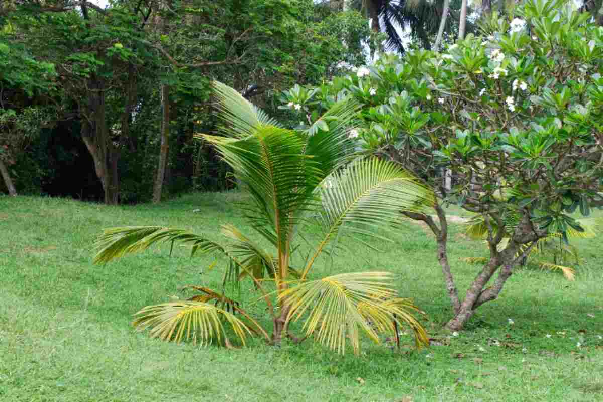 Piccolo albero di cocco