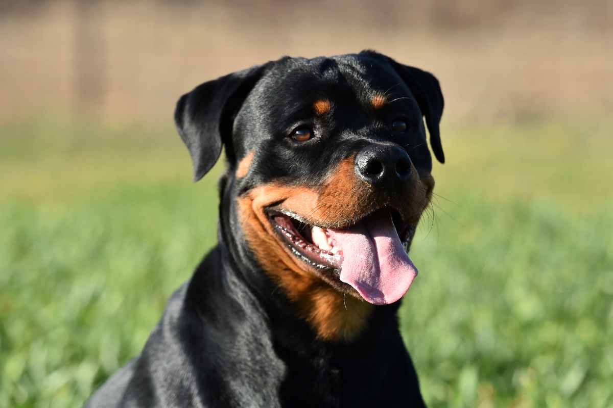 Rottweiler