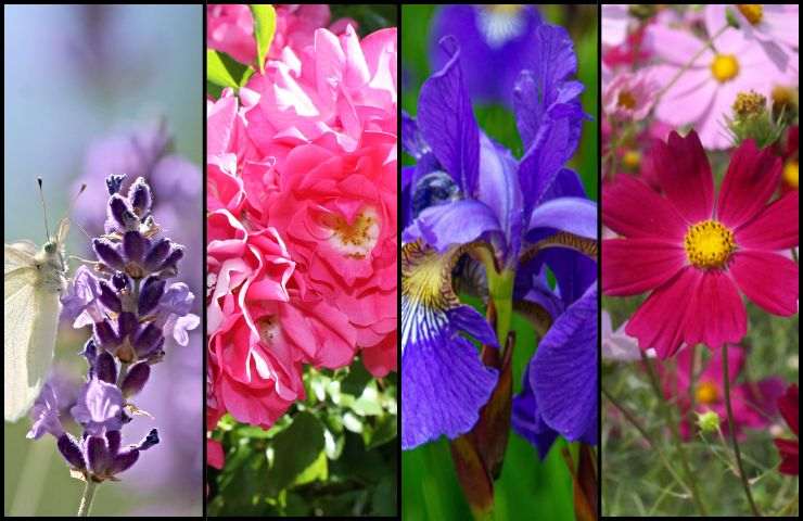 Varietà di fiori