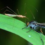 Zanzare e mosche il rimedio naturale per tenerle lontane da casa in estate