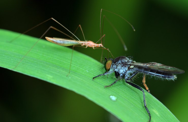 Zanzare e mosche il rimedio naturale per tenerle lontane da casa in estate