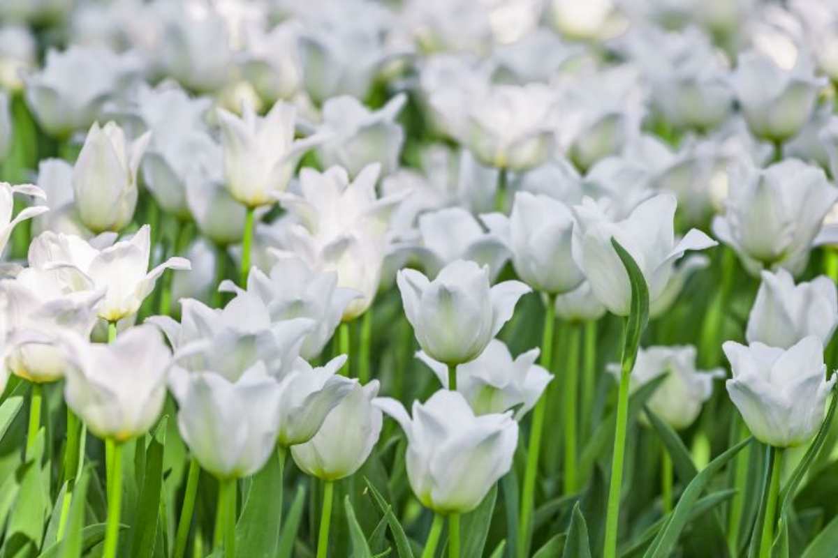 fiori bianchi coltivazione