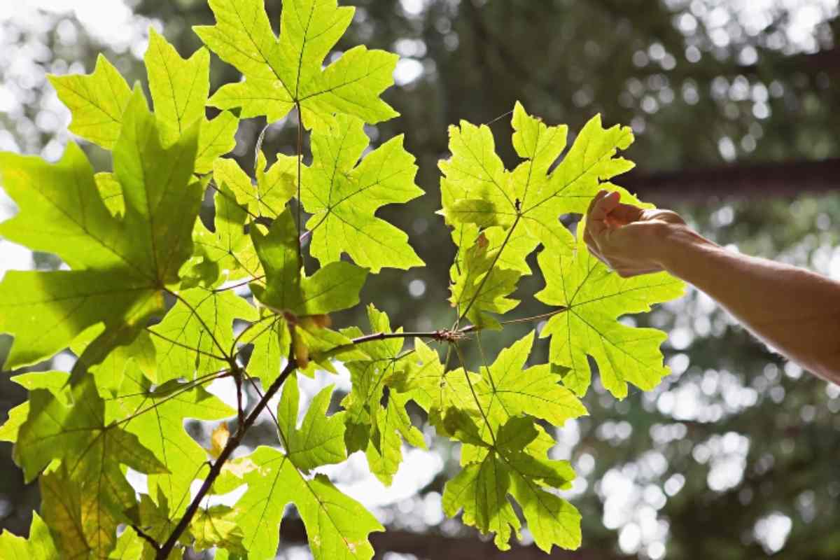 sostanza appiccicosa sulle pianate cos'è e come rimuoverla