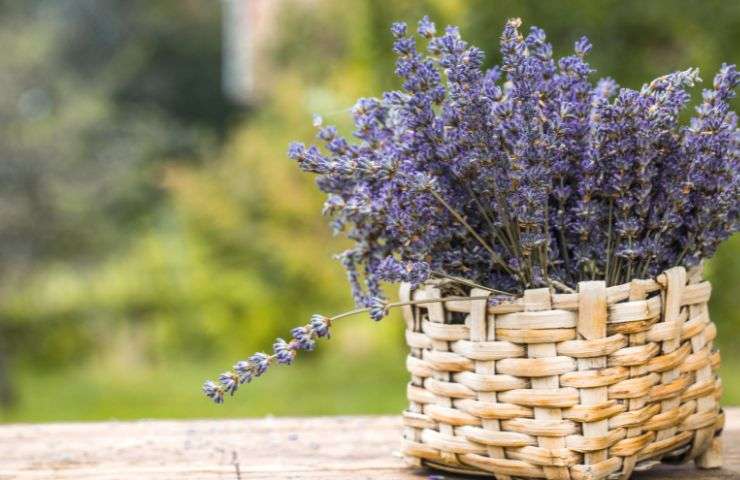 lavanda